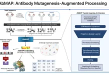 MIT Scientists Develop More Precise Computational Method for Predicting Antibody Structures MIT Scientists Develop More Precise Computational Method for Predicting Antibody Structures