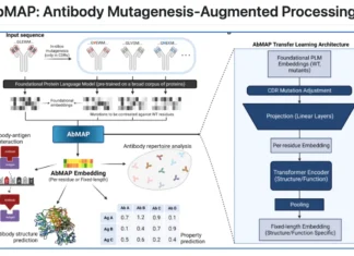 MIT Scientists Develop More Precise Computational Method for Predicting Antibody Structures MIT Scientists Develop More Precise Computational Method for Predicting Antibody Structures