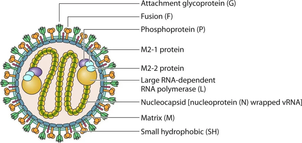 Human Metapneumovirus (HMPV): A Hidden Respiratory Threat or Just Another Cold Virus?