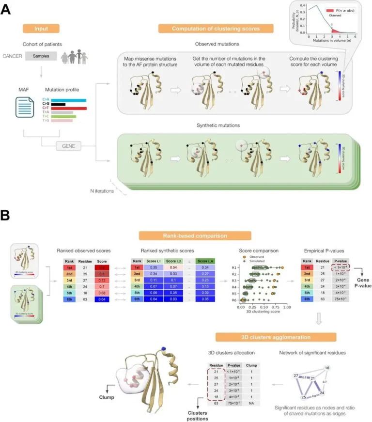 IRB Barcelona Unveils Oncodrive3D to Identify Cancer Driver Genes Using 3D Protein Structures