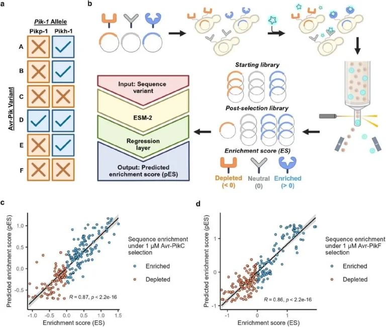 How Directed Evolution and Machine Learning Enhance Genotype-to-Phenotype Mapping