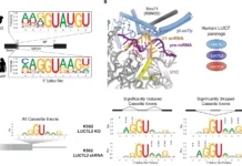 How LUC7 Protein Family Members Differentially Regulate mRNA Splicing in Cancer Human LUC7 proteins impact 5′ splice sites with distinct composition.
