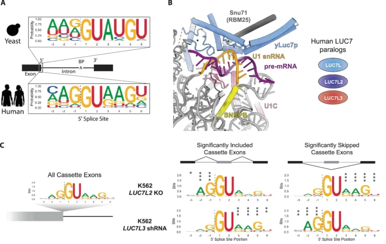 Human LUC7 proteins impact 5′ splice sites with distinct composition.