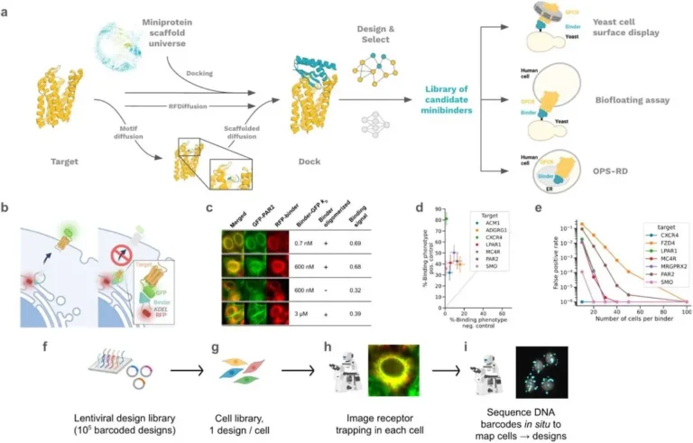 Designer Miniproteins: New Frontier in GPCR-Targeted Drug Development