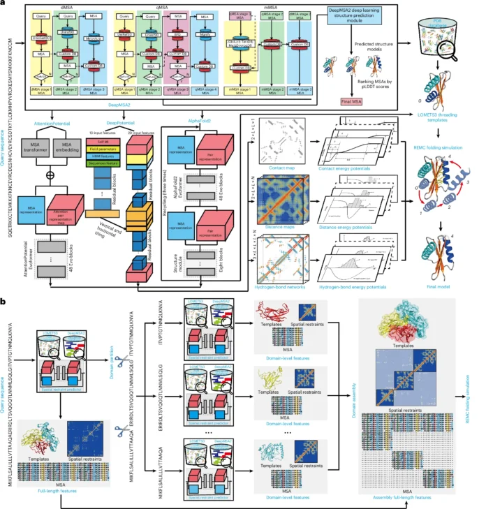 D-I-TASSER D-I-TASSER Outperforms AlphaFold? A New Frontier in Protein Structure Modeling