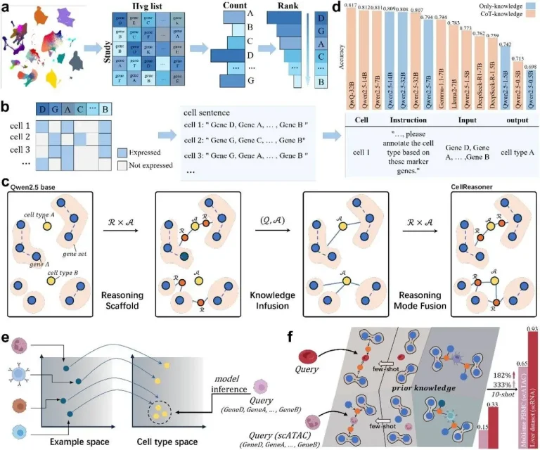 Unlocking Cellular Mysteries with CellReasoner: A New AI Tool for Biologists