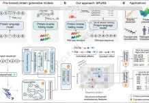 How SPURS Unlocks Scalable and Accurate Protein Stability Prediction Overview of SPURS (stability prediction using a rewired strategy)