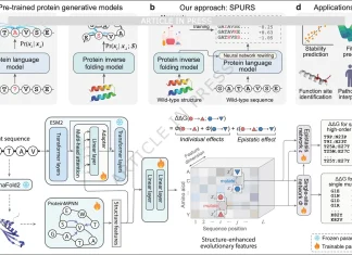 How SPURS Unlocks Scalable and Accurate Protein Stability Prediction Overview of SPURS (stability prediction using a rewired strategy)