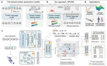 How SPURS Unlocks Scalable and Accurate Protein Stability Prediction Overview of SPURS (stability prediction using a rewired strategy)