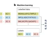 Solving a Long-Standing Genomics Bottleneck: KAIST Proposes AI-Powered Strategy for Gene Function Prediction AI Function Prediction