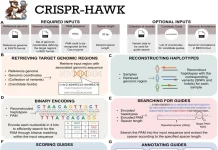 CRISPR-HAWK: Improving CRISPR with Haplotype-Aware Guide Design CRISPR-HAWK