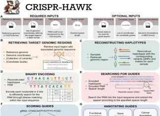 CRISPR-HAWK: Improving CRISPR with Haplotype-Aware Guide Design CRISPR-HAWK