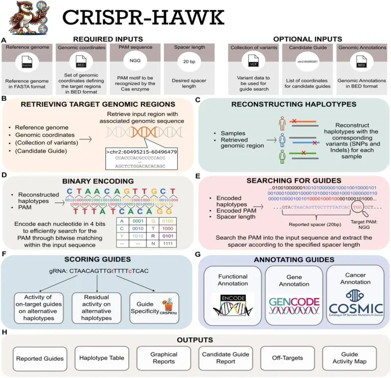 CRISPR-HAWK