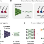CleaveNet Enables Scalable and Targeted Protease Substrate Design for Diagnostics and Therapeutics CleaveNet