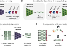 CleaveNet Enables Scalable and Targeted Protease Substrate Design for Diagnostics and Therapeutics CleaveNet