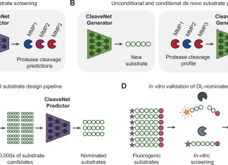 CleaveNet Enables Scalable and Targeted Protease Substrate Design for Diagnostics and Therapeutics CleaveNet