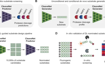 CleaveNet Enables Scalable and Targeted Protease Substrate Design for Diagnostics and Therapeutics CleaveNet