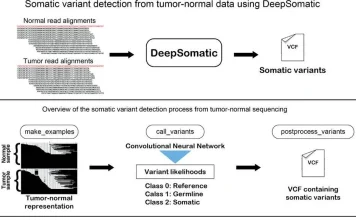 DeepSomatic: Redefining Somatic Variant Detection in the Genomic Sequencing Era DeepSomatic