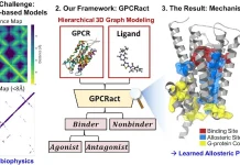 How AI Predicts Whether a Drug Actually Works—Not Just Fits GPCRact