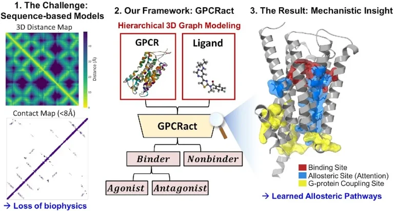 GPCRact