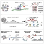 How D&D-seq Is Making Hard-to-Detect DNA-Protein Interactions Visible D&D-seq