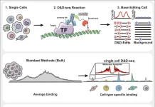 How D&D-seq Is Making Hard-to-Detect DNA-Protein Interactions Visible D&D-seq