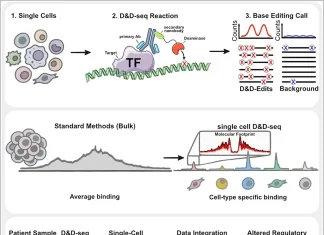 How D&D-seq Is Making Hard-to-Detect DNA-Protein Interactions Visible D&D-seq