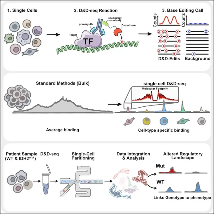 D&D-seq