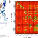 PPIscreenML: A Rigorous Machine Learning Approach to Screening Protein-Protein Interactions with AF2 PPIscreenML