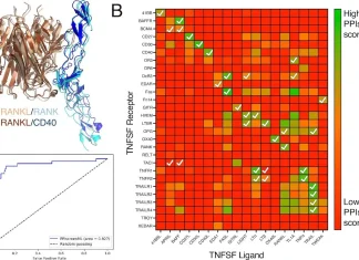 PPIscreenML: A Rigorous Machine Learning Approach to Screening Protein-Protein Interactions with AF2 PPIscreenML