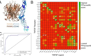 PPIscreenML: A Rigorous Machine Learning Approach to Screening Protein-Protein Interactions with AF2 PPIscreenML