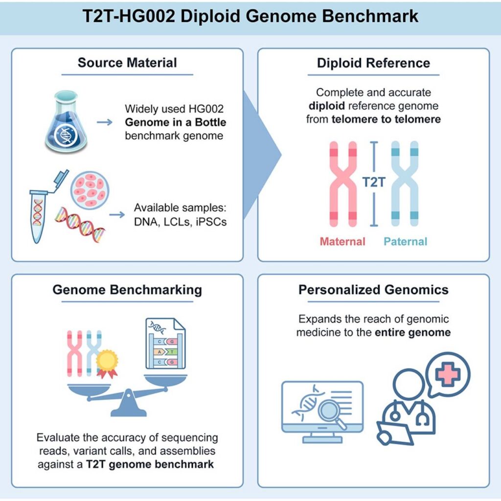 Scientists Build a Near-Perfect Telomere-to-Telomere Diploid Human Genome Benchmark