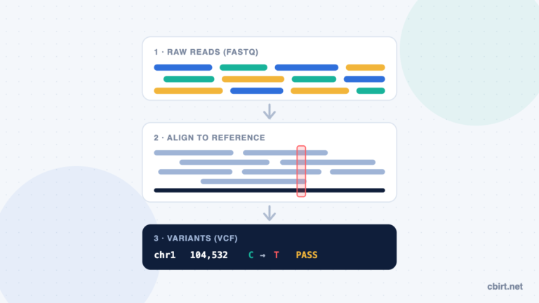 NGS data analysis workflow: raw FASTQ reads aligned to a reference genome to call a C to T variant in a VCF file