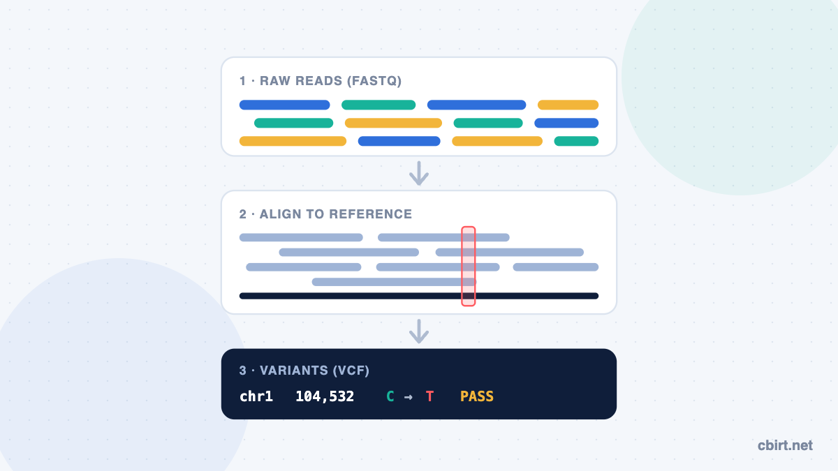 NGS data analysis workflow: raw FASTQ reads aligned to a reference genome to call a C to T variant in a VCF file