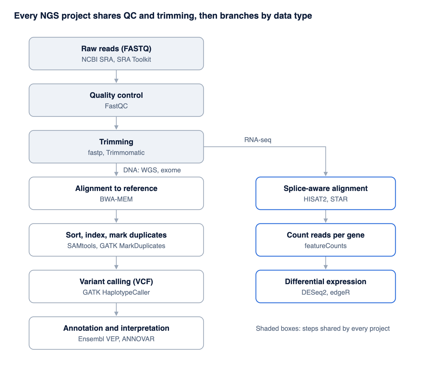NGS data analysis pipeline: raw reads, quality control, trimming, then alignment, duplicate marking, variant calling and annotation for DNA, or splice-aware alignment, gene counting and differential expression for RNA-seq
